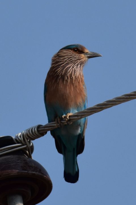 Indian Roller (Bengalenracke)