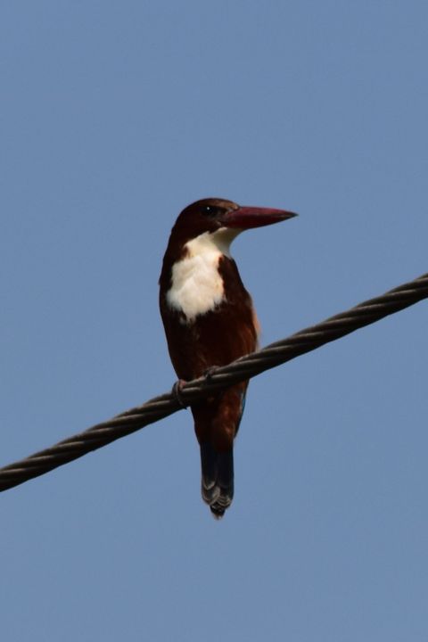 White-throated Kingfisher (Braunliest)