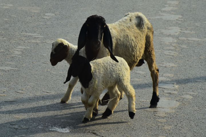 Schaf oder Ziege? Hauptsache lange Ohren!