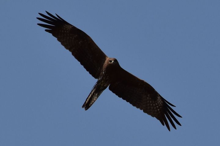 Black Kite (Schwarzmilan)