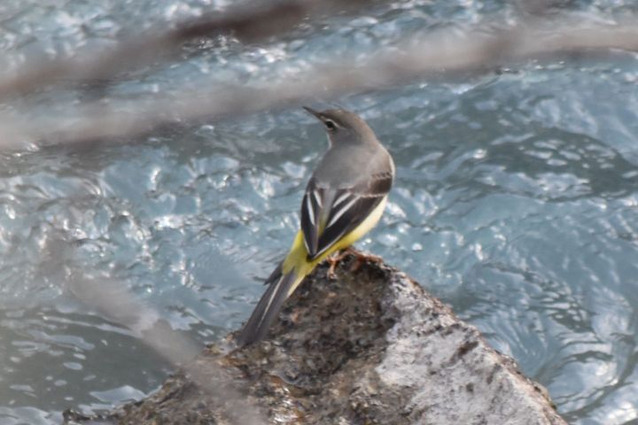 Grey Wagtail (Gebirgsstelze)