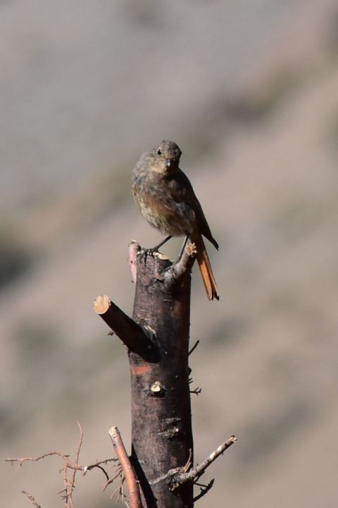 Common Redstart (Gartenrotschwanz) im Herbstkleid