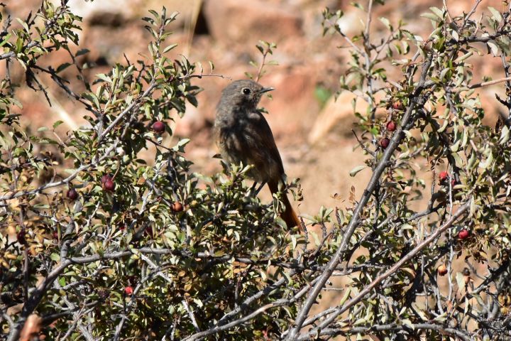 Common Redstart (Gartenrotschwanz) im Herbstkleid