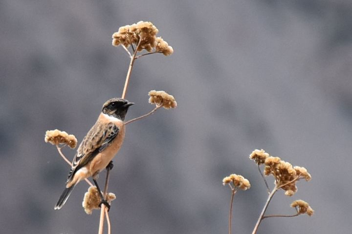 Siberian Stonechat (Sibirisches Schwarzkehlchen)