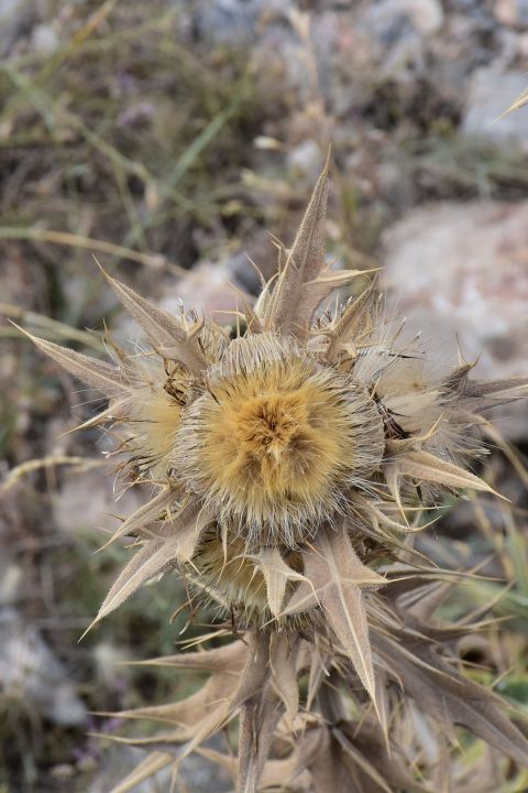 Distel