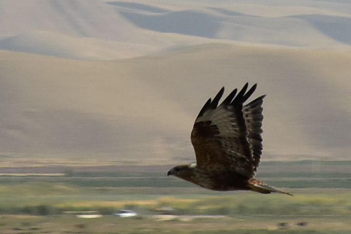 Common Buzzard (Mäusebussard)