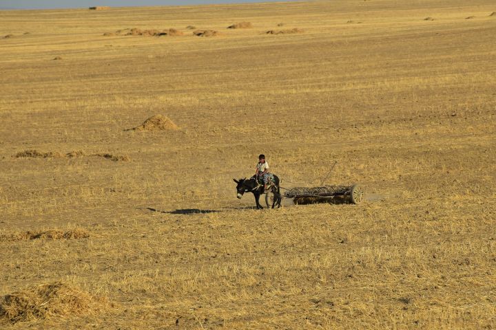 Junge auf einem Esel bearbeitet abgeerntetes Feld mit einem gezogenen Gerät