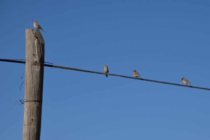 Rock Sparrows (Steinsperlinge)