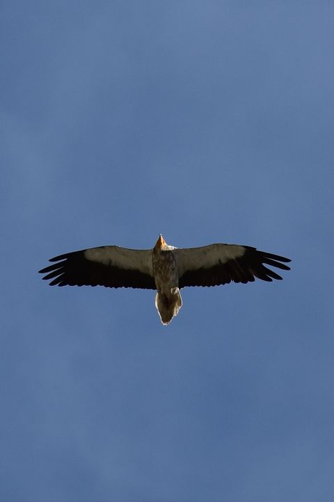 Egyptian Vulture (Schmutzgeier)