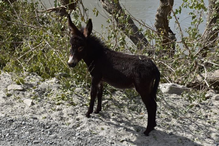 Kleiner, knuddliger Esel