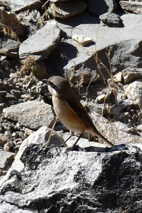 Red-backed Shrike (Neuntöter)