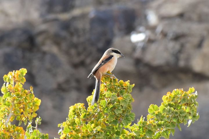 Red-backed Shrike (Neuntöter)