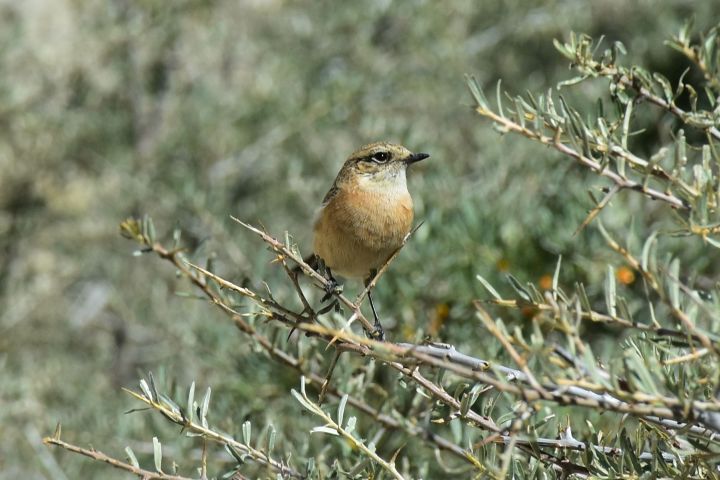 Variable Wheatear (Elstersteinschmätzer)