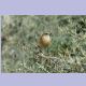 Variable Wheatear (Elstersteinschmätzer)