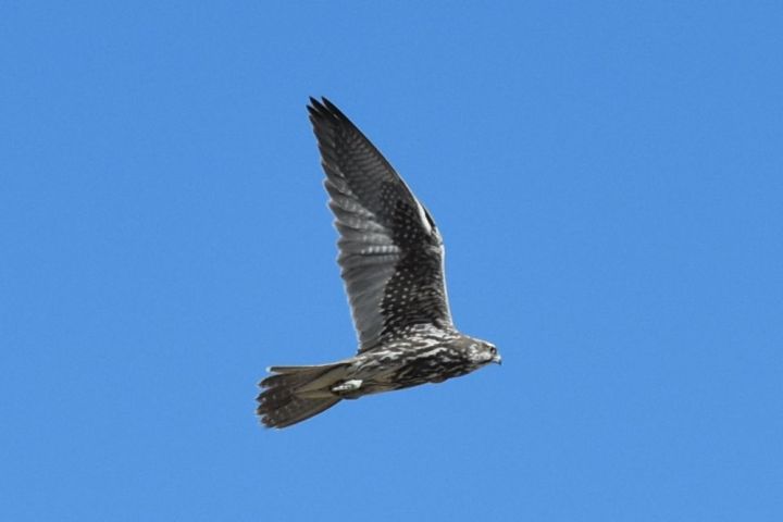 Saker Falcon (Würgfalke)