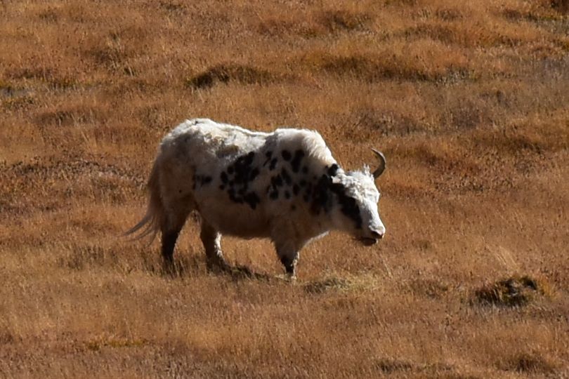 Yak