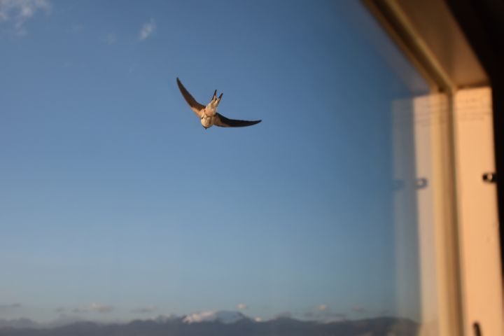 Barn Swallow (Rauchschwalbe)