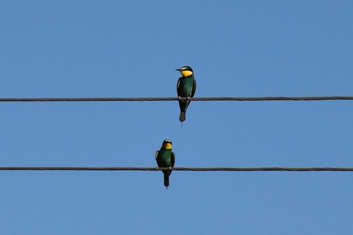 European Bee-eater (Bienenfresser)