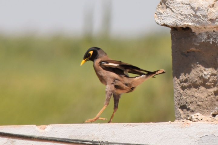 Common Myna (Hirtenmaina)