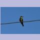 Sub-adult European Bee-eater (Bienenfresser)