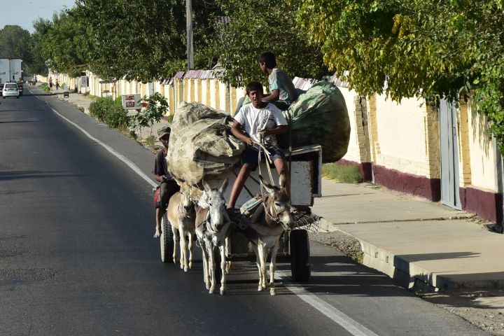 Eselsgespann mit Ersatzesel bei Sirdarya in der Nähe von Tashkent