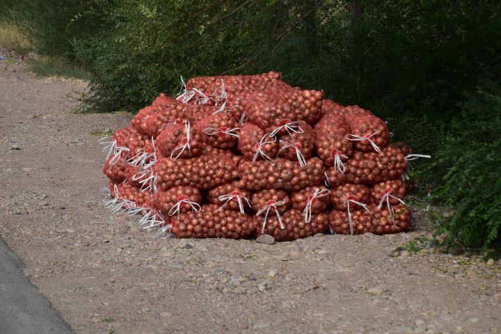 Säcke mit Zwiebeln bereit zum Abtransport