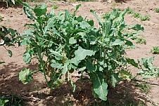 Unbekanntes Gemüse (Pflückkohl, oder so)