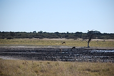 An der Malema’s Pan: Springböcke und ganz hinten zwei Nashörner