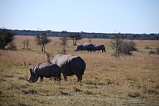 Die einzigen Nashörner in Botswana gibt’s hier