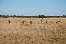 Red Hartebeest (Kuhantilopen) in der Malema’s Pan