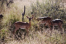 Impalas im Mokolodi Nature Reserve