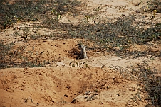 Ein Kap-Borstenhörnchen oder (einfacher und logischer) Ground Squirrel