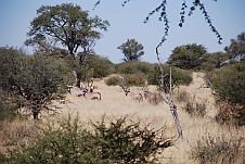 Ein ganzer Trupp Oryx bereits ausserhalb des Nationalparks