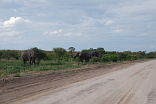 Drei Elefantenbullen am Pistenrand kurz vor Mababe