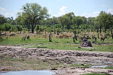 Zebras, Impalas und Waterbuck