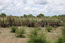 Dieser Zaun mit vorgehängten Dosen soll den Acker wohl vor Elefanten schützen