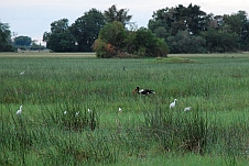Ein Saddle-billed Stork zwischen Cattle Egret