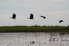 Spurwinged Geese (Sporengänse) beim Abflug