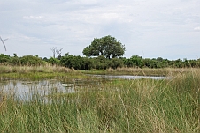 Okavango-Sumpflandschaft