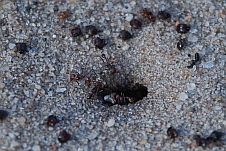 Ameisen zügeln ihre Puppen in ein anderes Nest