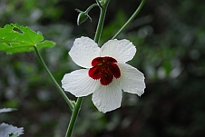 Unbekannte Blume