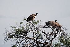 White-backed Vultures (Weissrückengeier)