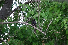 Fork-tailed Drongo (Trauerdrongo)