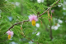 Blüte eines Sichelbusches, auch Kalahari-Christbaum genannt