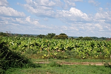 Bananenplantage einige Kilometer vor Kazungula