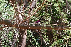 Violet-backed oder Plum-coloured Starling (Amethystglanzstar)