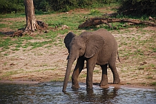Junger Elefant an der Chobe Riverfront