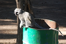 Vervet Monkey auf einer Mülltonne
