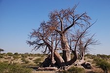 Ein kurlig wachsender Baobab