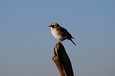 White-browed Sparrow-Weaver (Mahaliweber)